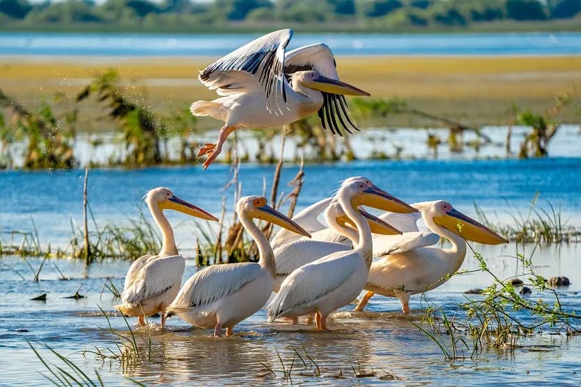 Pelicans in Danube Delta